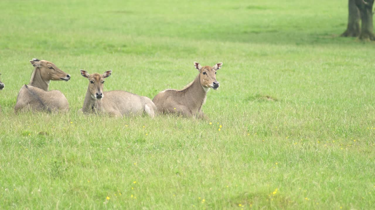희귀한 사슴 무리가 푸른 목초지에 누워 주위를 둘러보고 있다