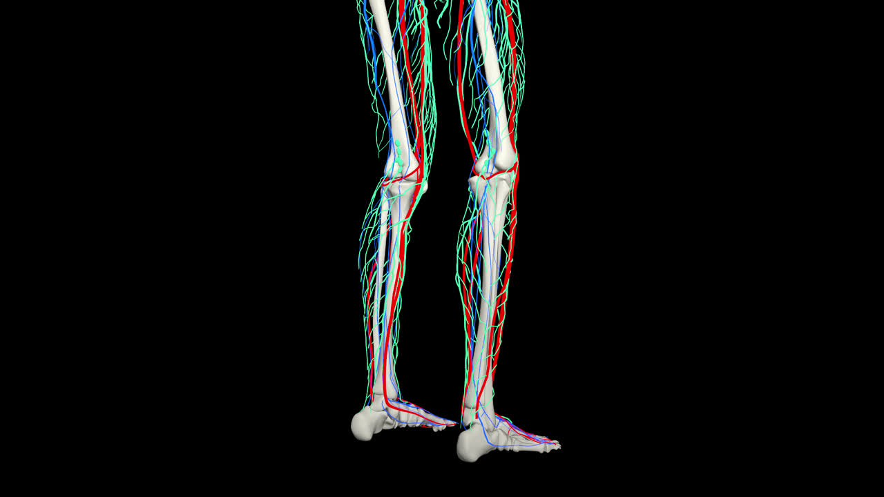 Legs Nervous System With Alpha Channel