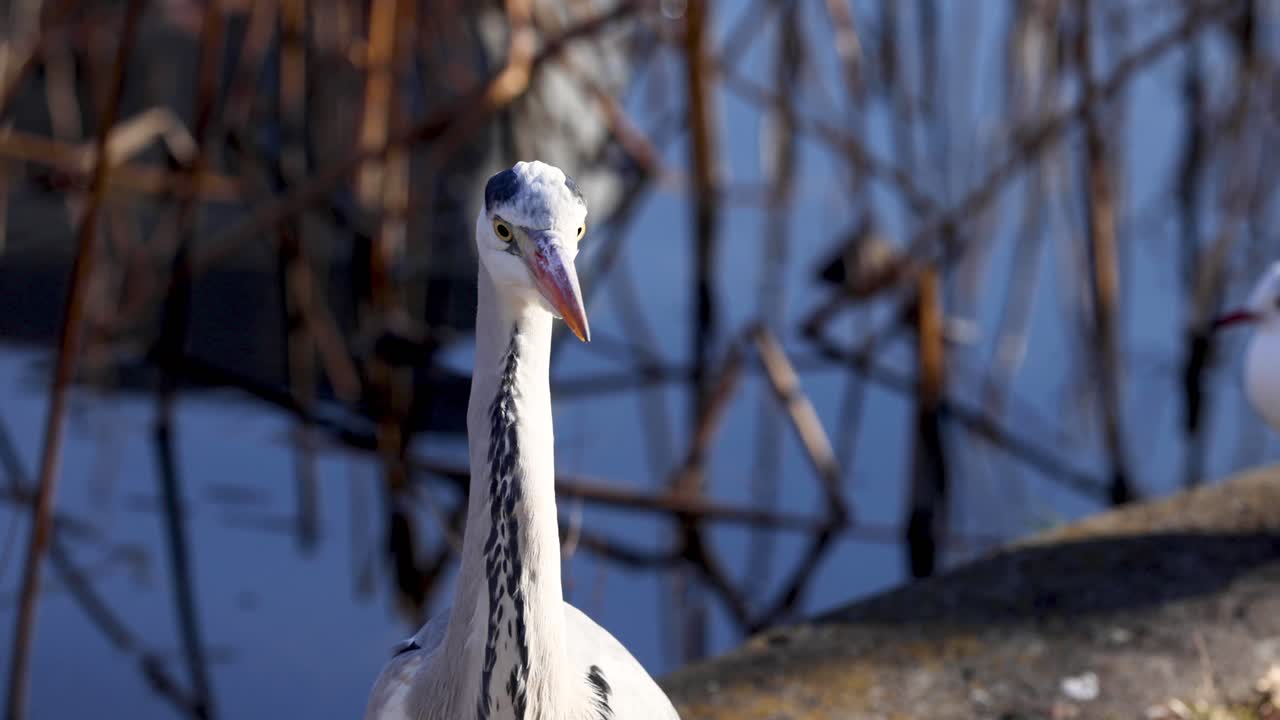 호랑이는 물 근처의 주변을 관찰합니다.