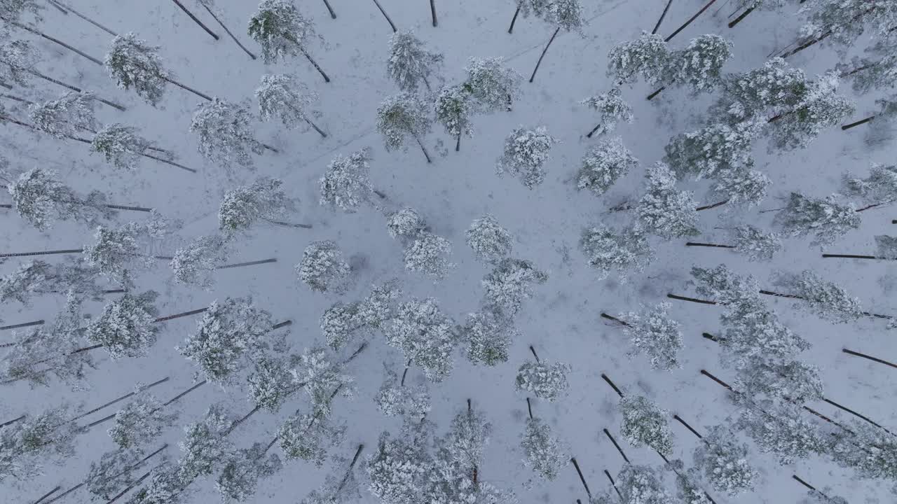 Un drone scivola all'indietro sopra una pineta invernale ricoperta da una spessa coltre di neve