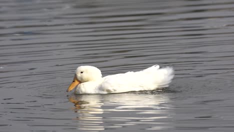 A-slow-motion-video-of-a-white-mallard-duck-flapping-its-wings