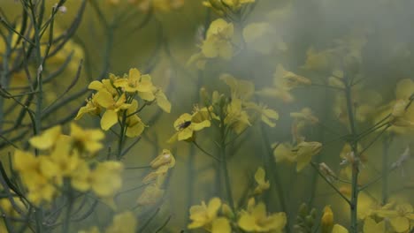a handheld shot with bokeh being the main effect