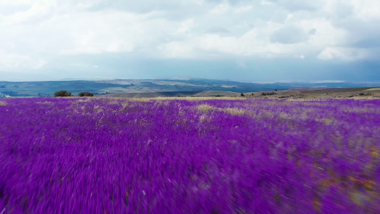 volando sobre un campo de flores silvestres en un valle de montaña-1