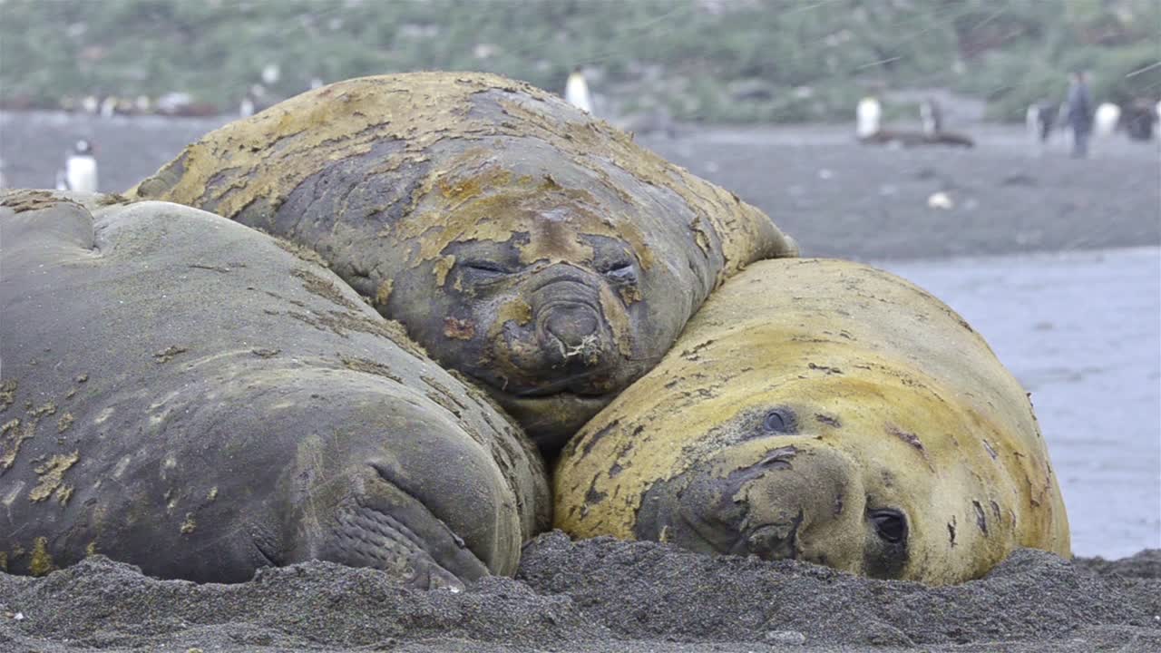 사우스 조지아의 금 항구에서 서로 자고 있는 세 마리의 큰 남부 코끼리 황소