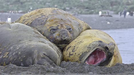 tres grandes toros elefantes del sur durmiendo unos sobre otros en el puerto dorado en georgia del sur