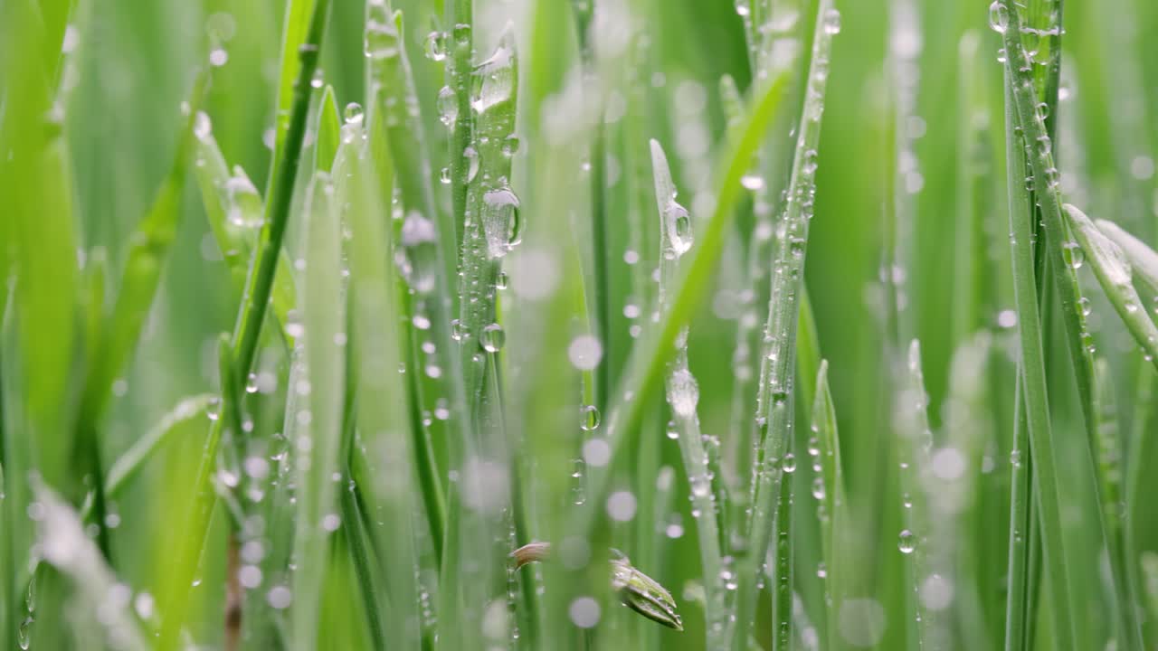 녹색 잔디 클로즈업 슈퍼 매크로 촬영.