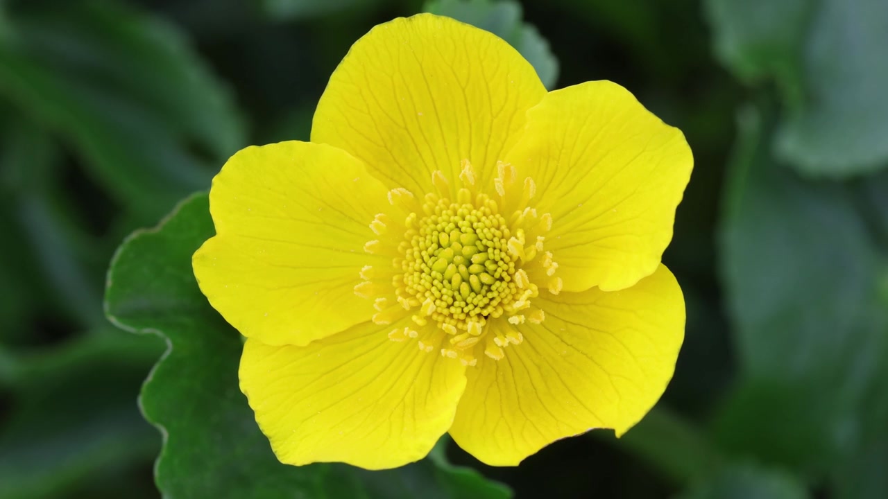 Primer plano de una flor de calta palustre de color amarillo brillante, Caltha palustris. Primavera. Gales. Reino Unido.