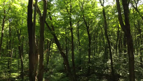 Drone-flying-down-towards-trail-in-sunny-forest-over-peaceful-trekking-trail