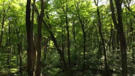 dron volando hacia el sendero en un bosque soleado sobre un sendero de trekking pacífico
