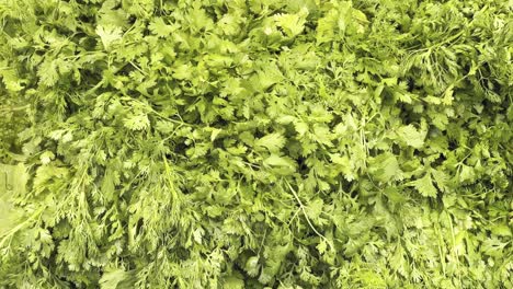 A-huge-pile-of-Green-Coriander-for-sale-in-vegetable-market,-Farmers-market,-sabzi-mandi