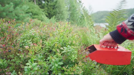 Man-With-Berry-Scooper-Harvesting-During-Daytime