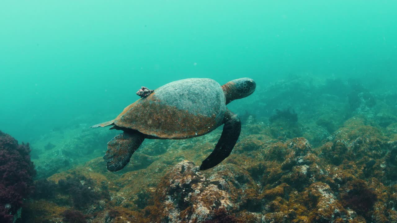 Majestic green turtle with little shell stuck to back