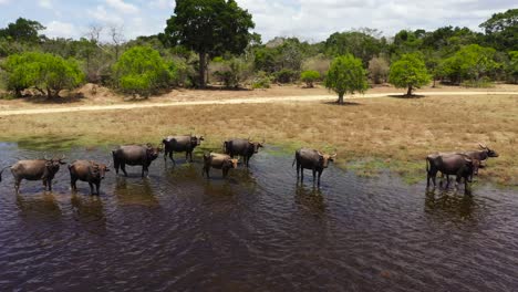 buffaloes in the national park of sri lanka.