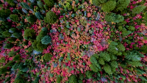 impresionantes hojas de otoño de color rosa, naranja, amarillo y rojo de colores vibrantes de primavera, colores, paisajes, árboles verdes, en un denso bosque y jardín, directamente sobre el enfoque aéreo