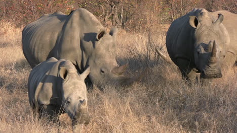 close up of white rhino herd with calf walking in grassland of african savanna