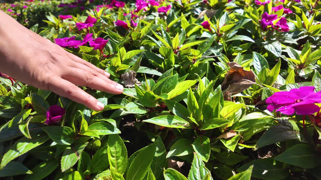 Hand touching colorful flowers in a garden