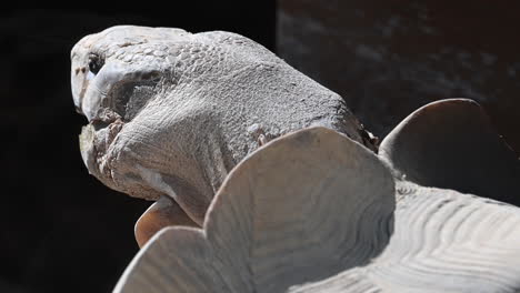 close up: head of a male tortoise, mating with a female, reptile, wildlife