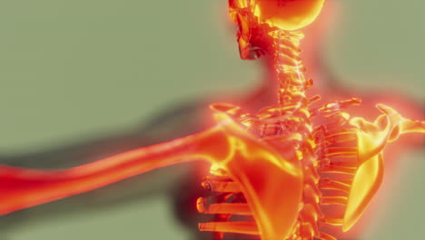 homan-skeletal-system-in-transparent-body