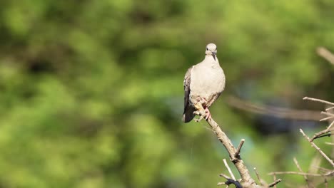 close up shot of a female terrestrial and conspicuous eared dove, zenaida auriculata with greyish plumage perched atop of vertical tree branch, cautiously walk down the stick and fly away