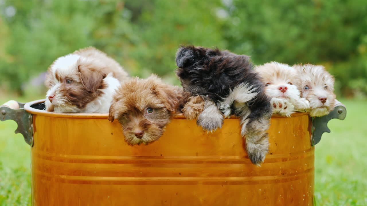 구리 양동이에 강아지