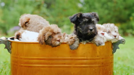 Cachorros-En-Un-Cubo-De-Cobre