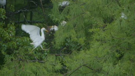 Wood-storks-in-trees-in-eastern-north-carolina