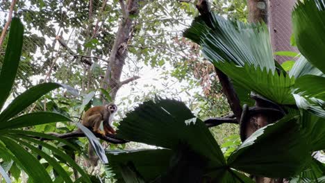 intelligentes kleines totenkopfäffchen mit langem schwanz, das in tropischer umgebung, umgeben von bäumen und plantagen, in den singapore river wonders, im safari zoo und in den mandai wildlife reserves umherstreift