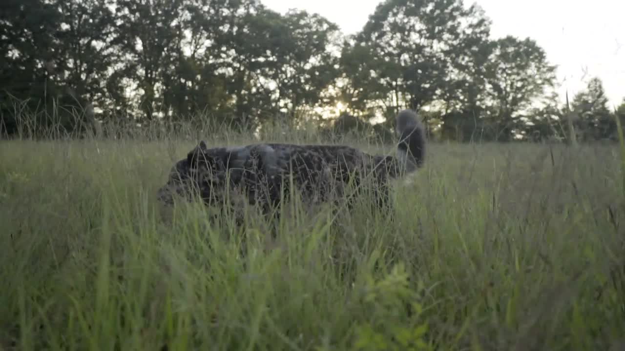 Dog walking through tall grassy field at sunset, side view