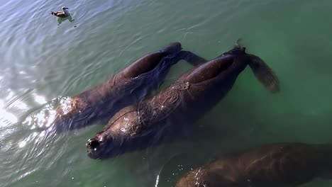 sea lions and seagulls chilling and splashing in the water, uruguay