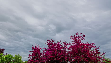 low angle shot of rolling clouds over bright pink floral plant