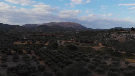 Antena:-Dron-Que-Se-Eleva-Sobre-La-Plantación-De-Olivos-Y-La-Montaña-En-El-Fondo