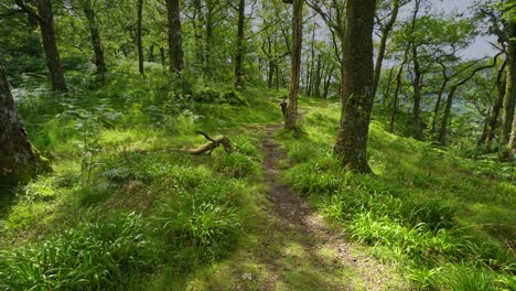 Young-boy-playing-running-on-a-countryside-woodland-path-surrounded-by-rocks-and-trees