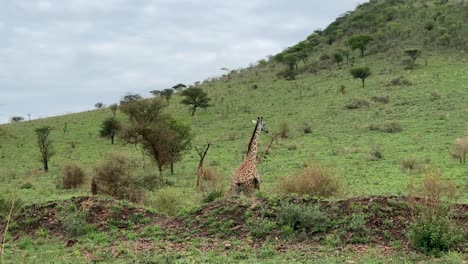 la jirafa masai (giraffa tippelskirchi) caminando al pie de la montaña en el parque nacional de serengeti. tanzania.