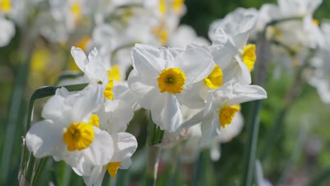 close up in slow motion of a charming white and yellow heirloom daffodil in a parisian garden during spring