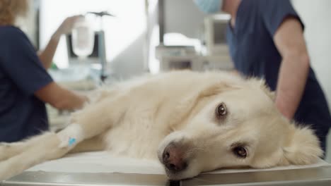 close up of dog lying on the surgery's table.