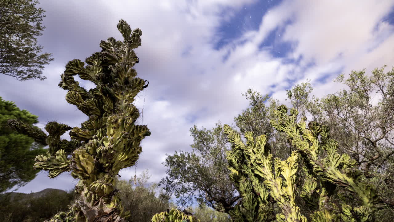 Secuencia de fotos de larga exposición con cactus en primer plano en España