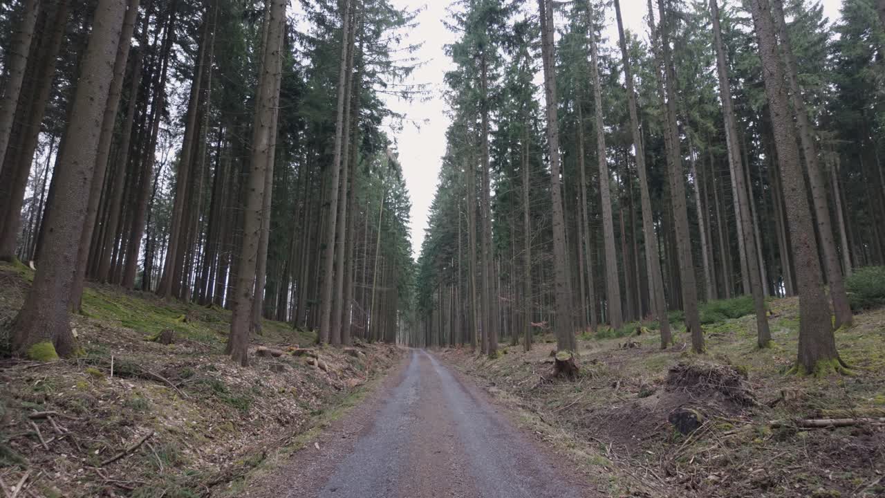 Forest path leading through tall trees. First person view of a walk