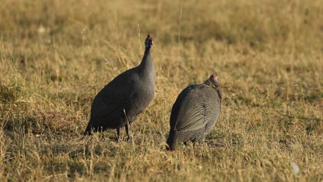 Dos-Gallinas-De-Guinea-Llamando-A-La-Hierba-En-La-Luz-Lateral,-Concesión-Khwai,-Botswana