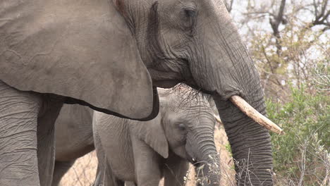 Close-up-of-elephants,-young-and-old,-feeding-together-on-the-dry-grasses-of-South-Africa