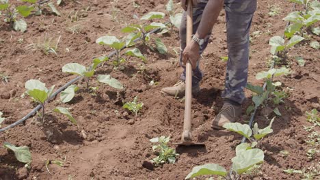 granjero arando el suelo para cultivar rábano y trabajando con pala manualmente