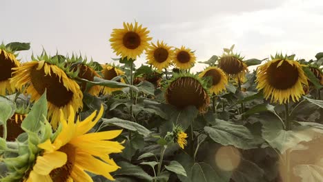 field of flowers sunflower against the sky. sunflower swaying in the wind. beautiful fields with sunflowers in the summer.