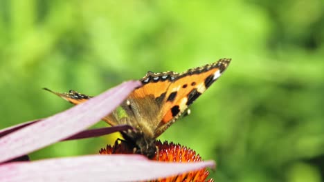 primer plano macro de una pequeña mariposa naranja de concha sentada en una flor de cono púrpura y polinizándola, luego fkying lejos