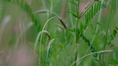 Plantas-De-Sainfoin-Comunes-Con-Flores-Rosas-Moviéndose-En-El-Viento,-De-Cerca-Con-Fondo-Borroso