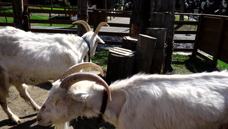 adorable white goats standing in a corral at the zoo in daylight
