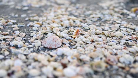 beautiful seashells on a sandy beach in florida on the ocean