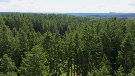 a shot of the drone flying over the treetops in a large green forest