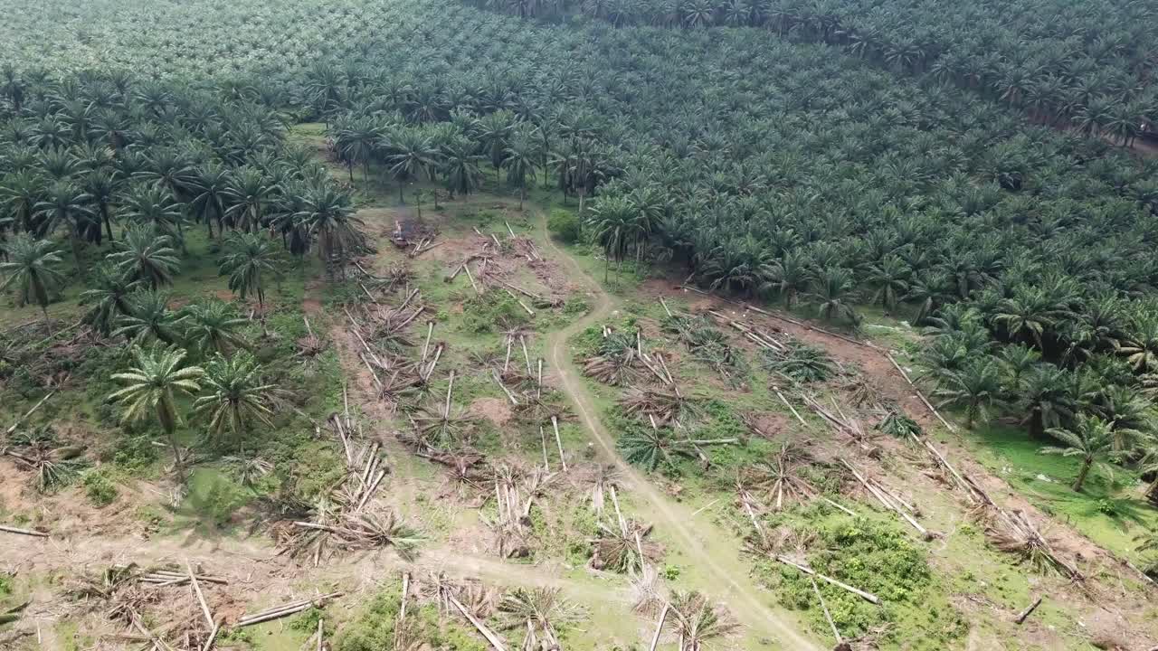 la excavadora despeja la tierra de la plantación de palma de aceite.