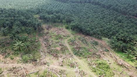 Excavadora-Limpia-La-Tierra-De-Plantación-De-Palma-Aceitera.