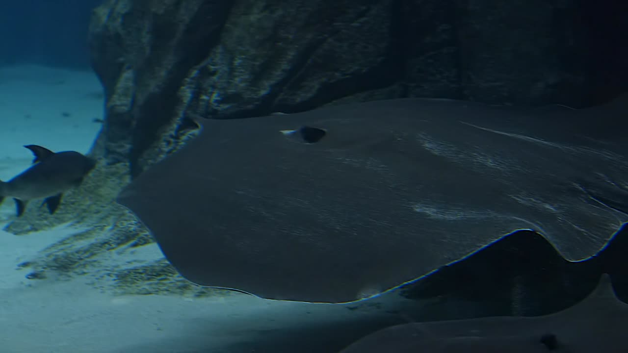 A Giant Freshwater Stingray Swimming On A  Clean Blue River - Closeup Shot