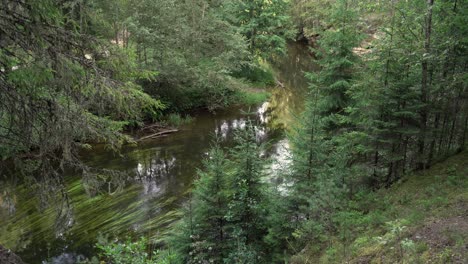 River-Ahja-between-spruce-trees,-view-from-the-hillside